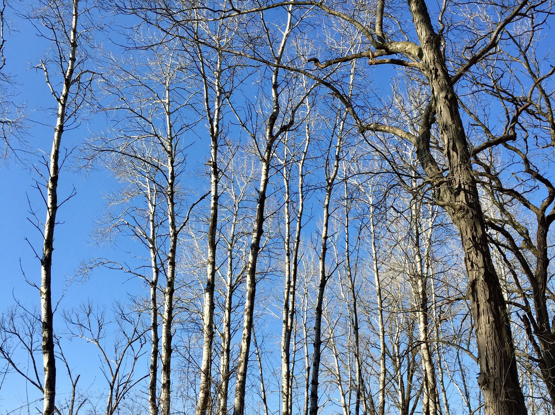 Pheasant Branch Creek Conservancy-Middleton必去景点