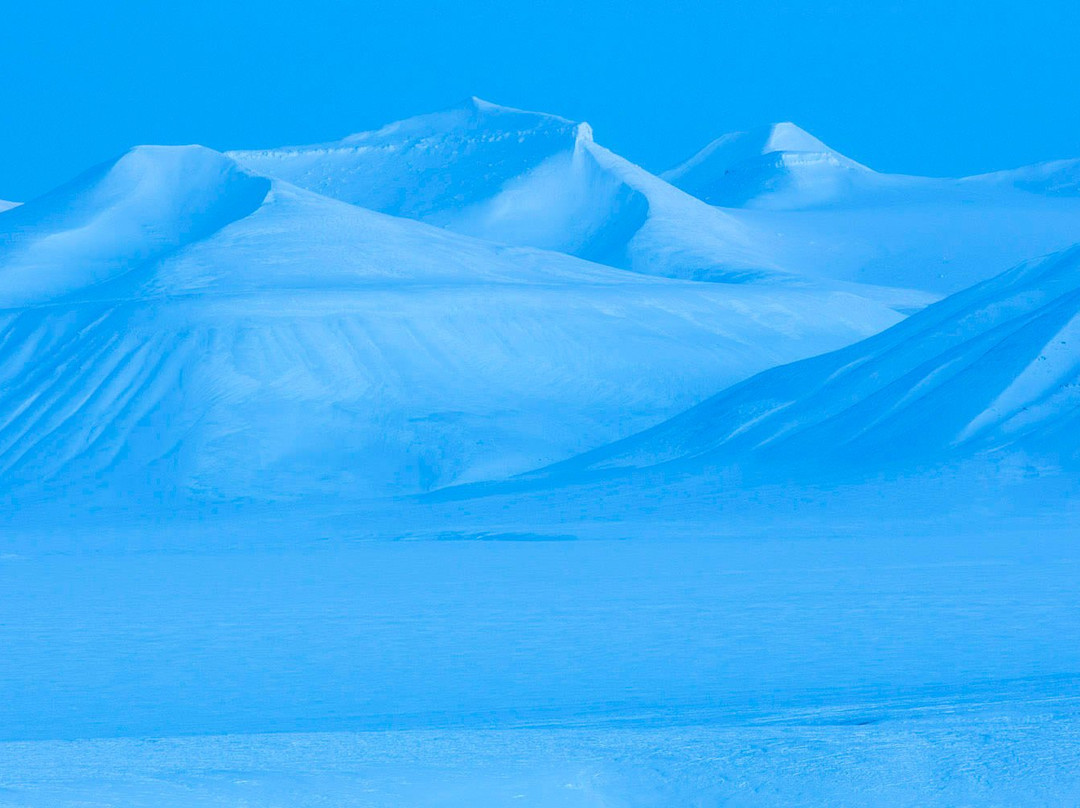 Arctic Wildlife Tours景点图片