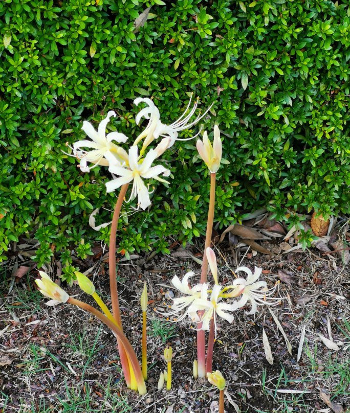 Tamareien Cemetary-府中市必去景点