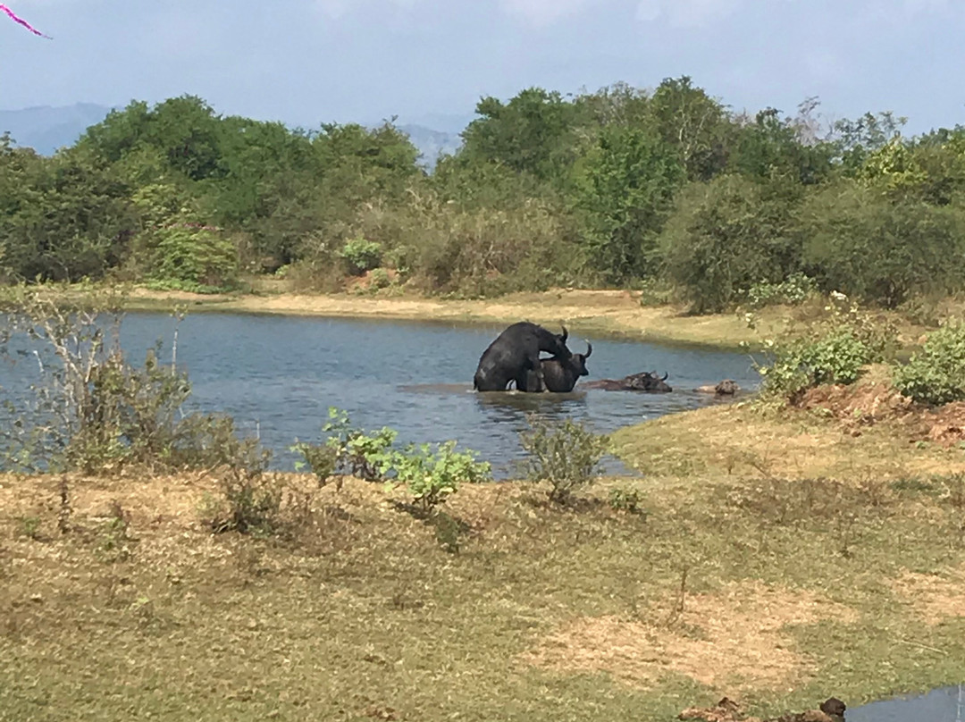 Happy Elephant Safari Udawalawe-乌达瓦拉瓦必去景点