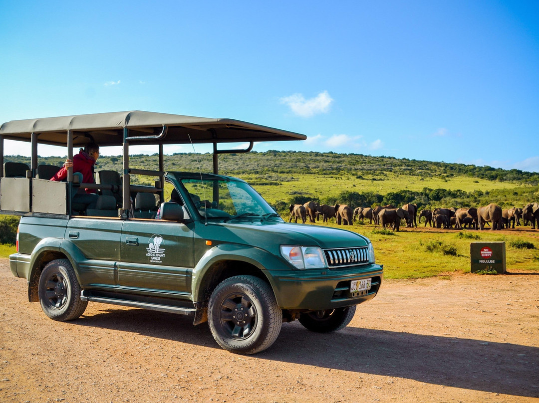 Addo Elephant Safaris-Colchester必去景点