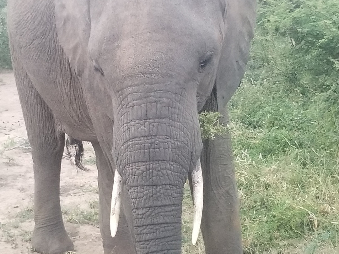 Sentashya Safaris-玛洛斯帕克必去景点