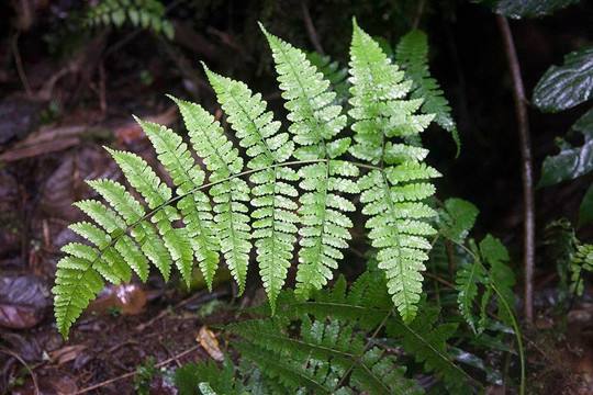 KILIMANJARO CLIMBING TOURS-芝加哥必去景点