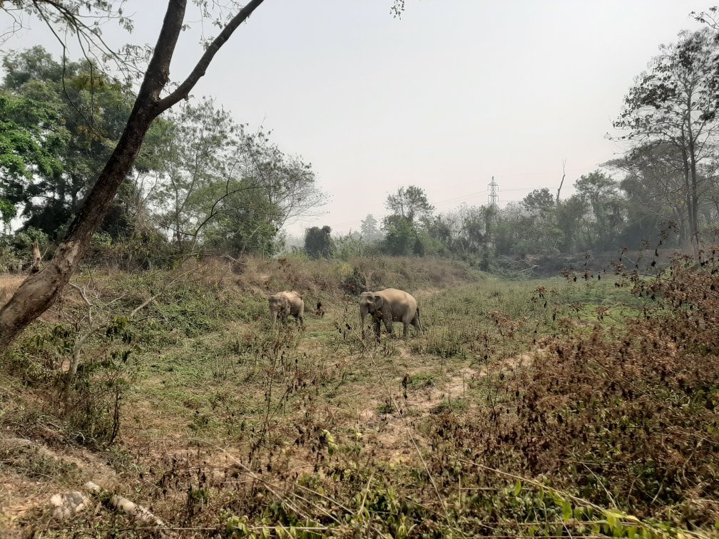 Elephant Valley Thailand-清莱必去景点