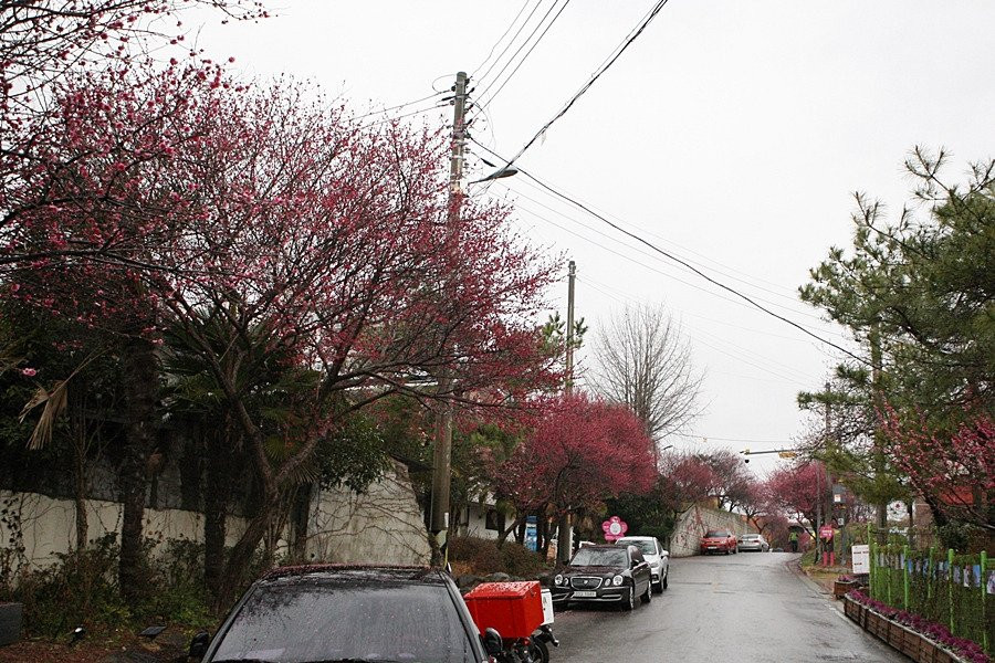 Maegokdong Tammae Village-顺天市必去景点