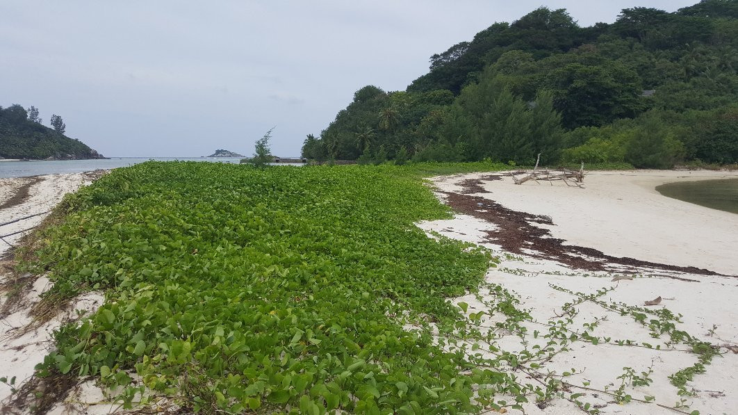 Cerf Island Conservation Programme景点图片