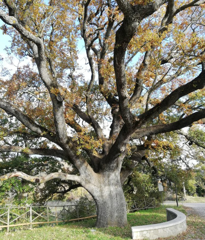 La Quercia di San Vito景点图片