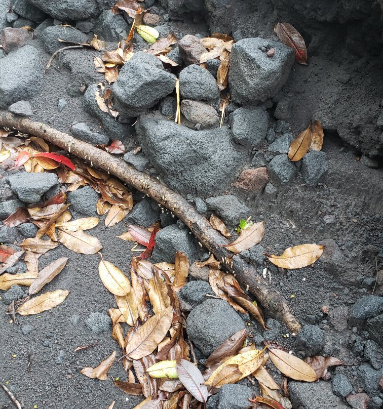 La Fortuna Arenal Volcano Rain Forest Reserve-福德圣卡洛斯必去景点