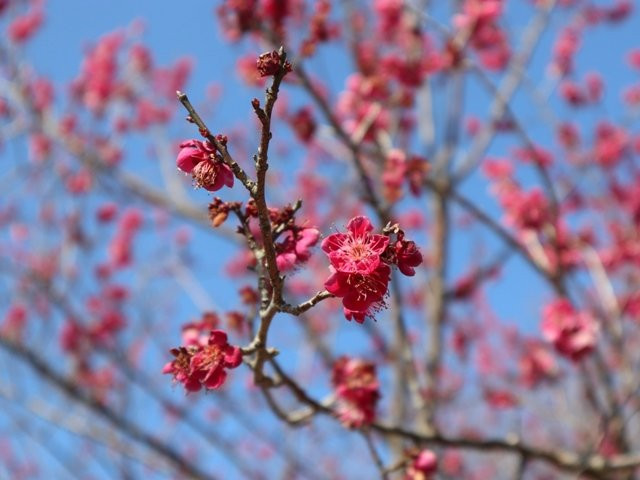 Shiga-kenritsu Omi Fuji Karyoku Park-野洲市必去景点