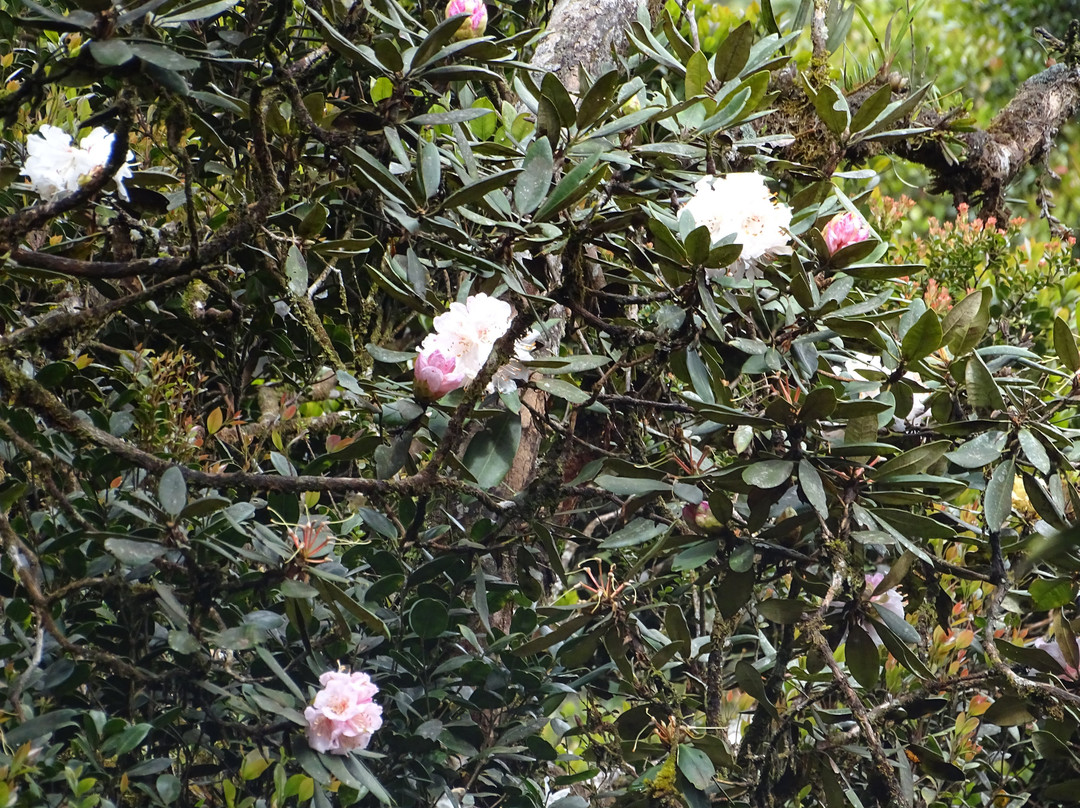 Gunung Brinchang-金马仑高原必去景点