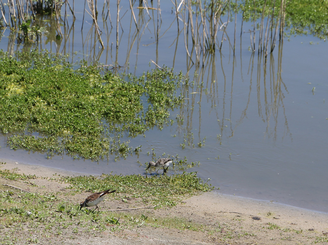 San Joaquin Marsh Wildlife Sanctuary-尔湾必去景点