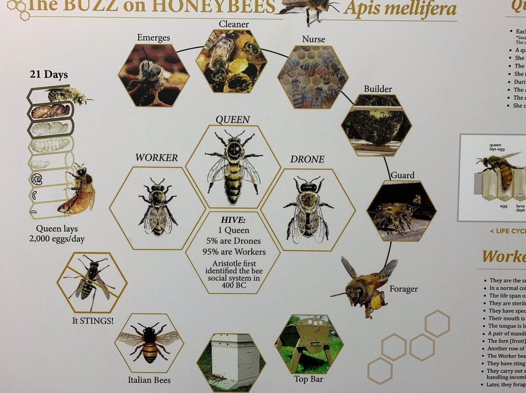 Honeybee World景点图片