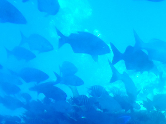 Atlantis Submarines-七哩滩必去景点