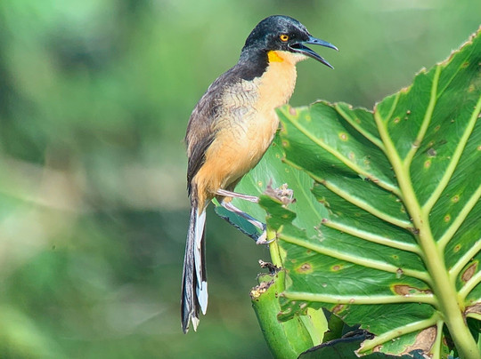 Sabina Tour-明多必去景点