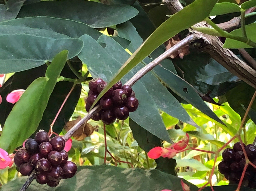 Abraham's Spice Garden-Kumily必去景点