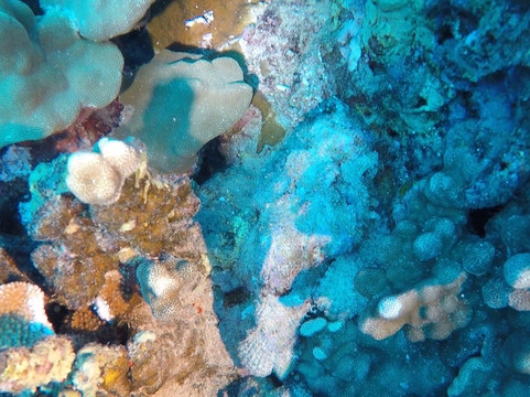 Mike Severns Diving-基黑必去景点