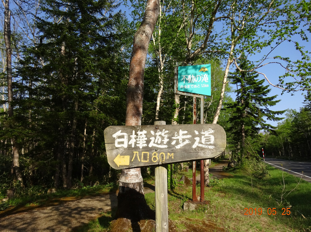 Shirakaba Road-美瑛町必去景点