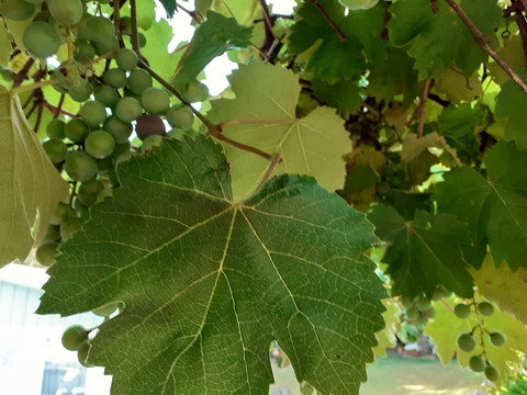 Tuscanmagic Wine Tour-科尔托纳必去景点