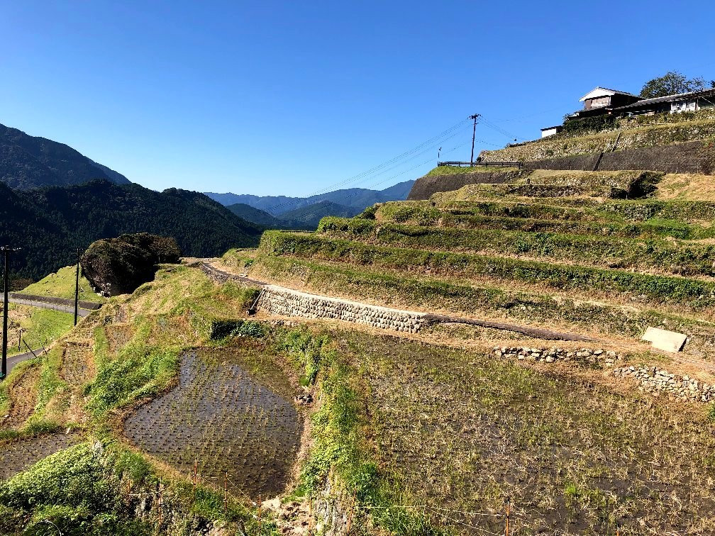 Maruyama Senmaida-熊野市必去景点