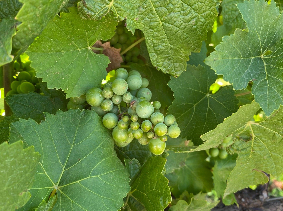 Hanging Rock Winery-Newham必去景点