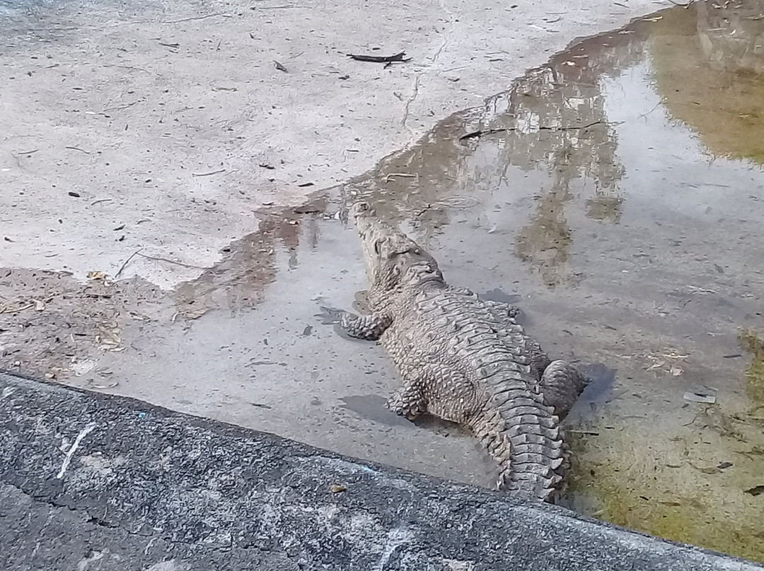 Parque Zoológico Benito Juárez景点图片