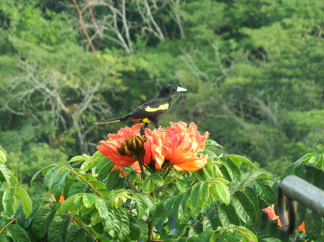 La Joya De Tuito Hotelito En La Plaza