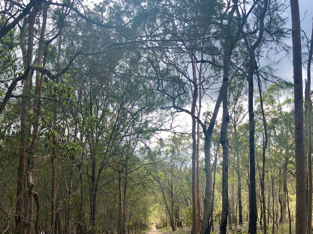 Venman Bushland National Park景点图片
