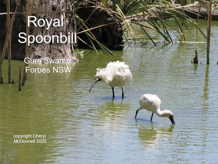 Gum Swamp & Bird Hide景点图片