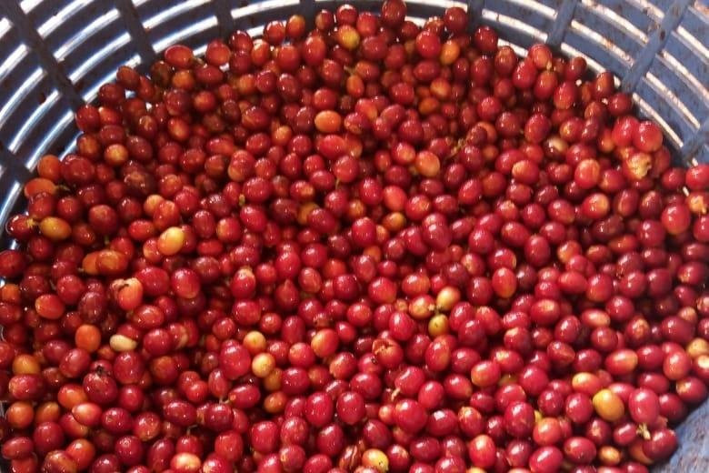 Coffee Tour Los Sauces  One Tree program in Orosi景点图片