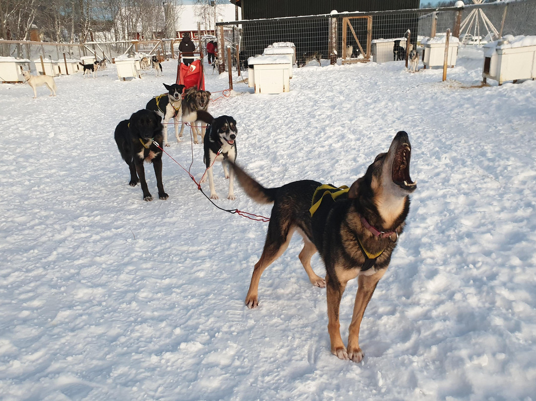 HORISONT HUSKY - Dogsled adventures and expeditions in the Arctic-阿尔塔必去景点