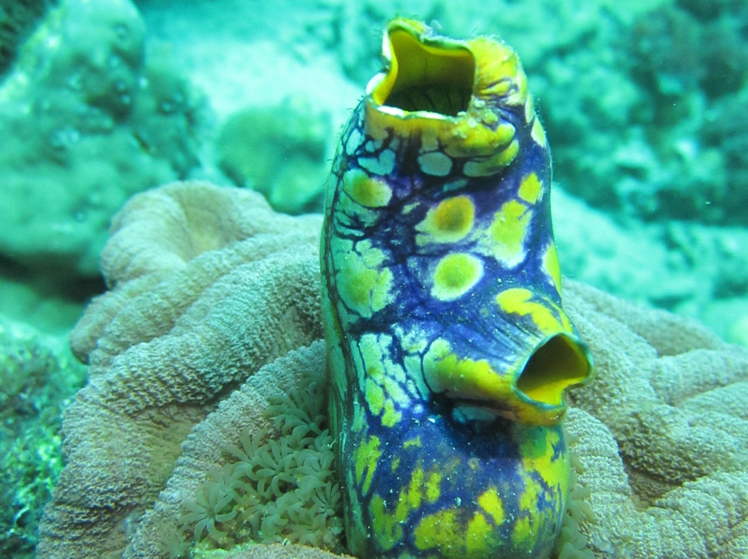 Dive Timor Lorosae景点图片