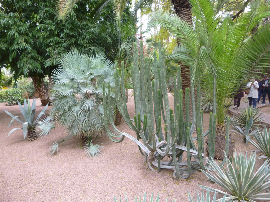 Morocco Attraction-廷吉尔必去景点