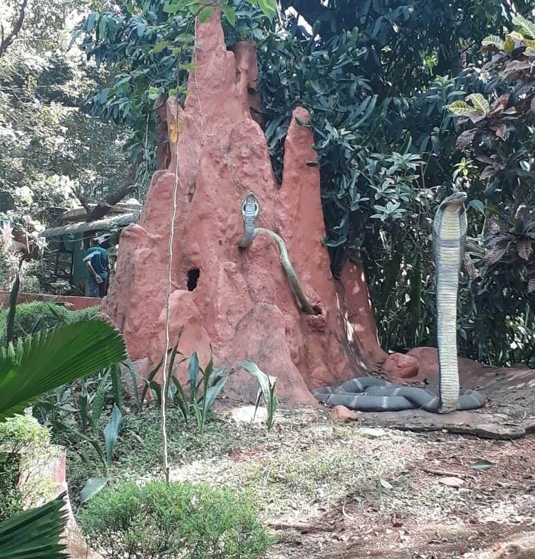 Parassinikkadavu Snake Park景点图片