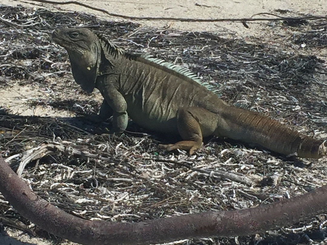 Little Water Cay-普罗维登西亚莱斯必去景点