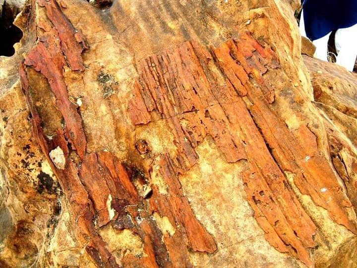 Kutch Fossil Park景点图片