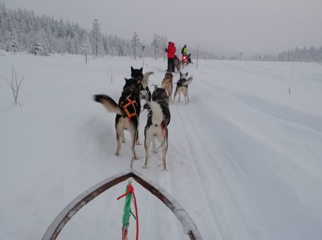 Wild Motion Siberian Huskies景点图片