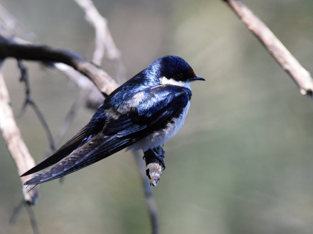 Free State National Botanical Garden-布隆方丹必去景点