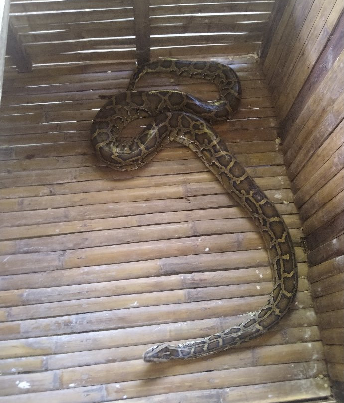 Bohol Python and Wildlife Park景点图片