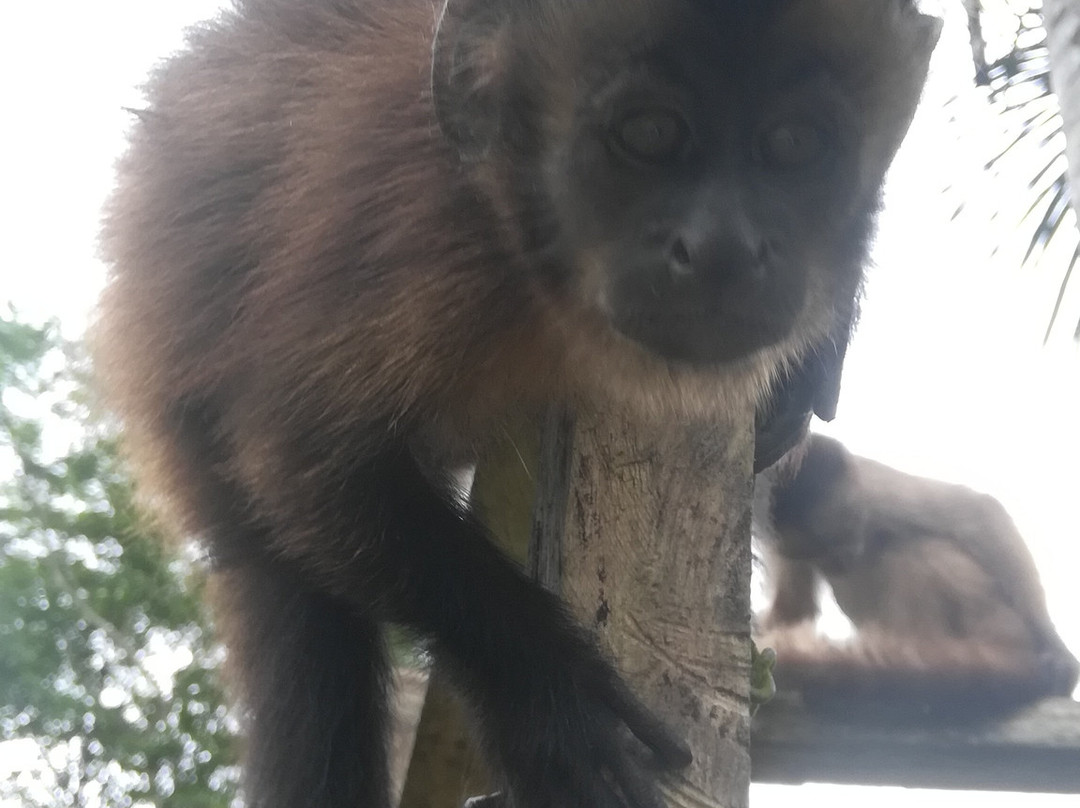 亚马逊新奇库伊山林小屋主图
