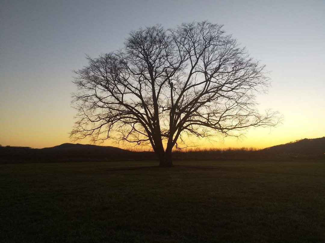 Harunire Tree-丰顷町必去景点