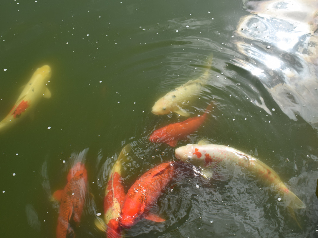 Earl Burns Miller Japanese Garden-长滩必去景点