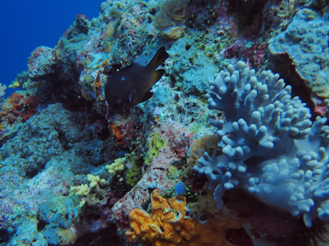 Dive Wananavu-拉奇拉奇必去景点