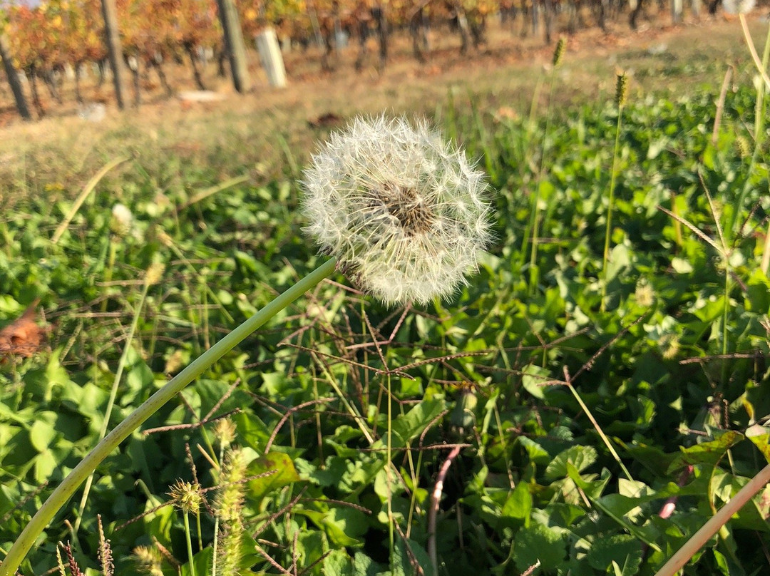 Avincis - Vila Dobrusa Vineyard景点图片