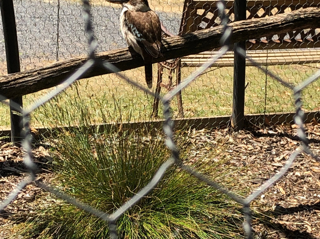 Wings Wildlife Park-Gunns Plains必去景点