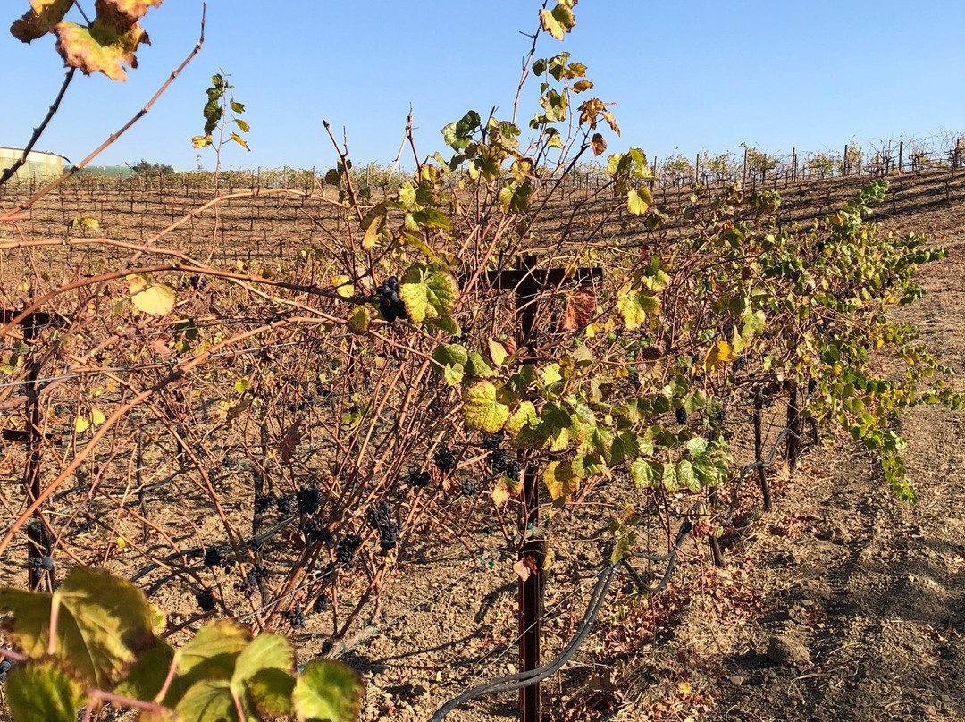 Hendry Ranch Wines-纳帕必去景点