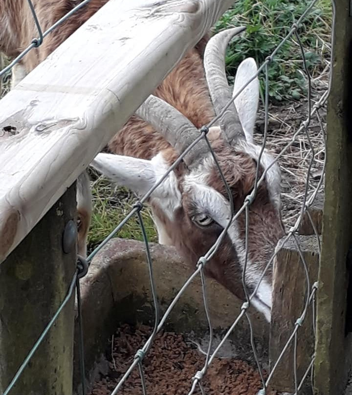 Lurgybrack Open Farm-County Donegal必去景点
