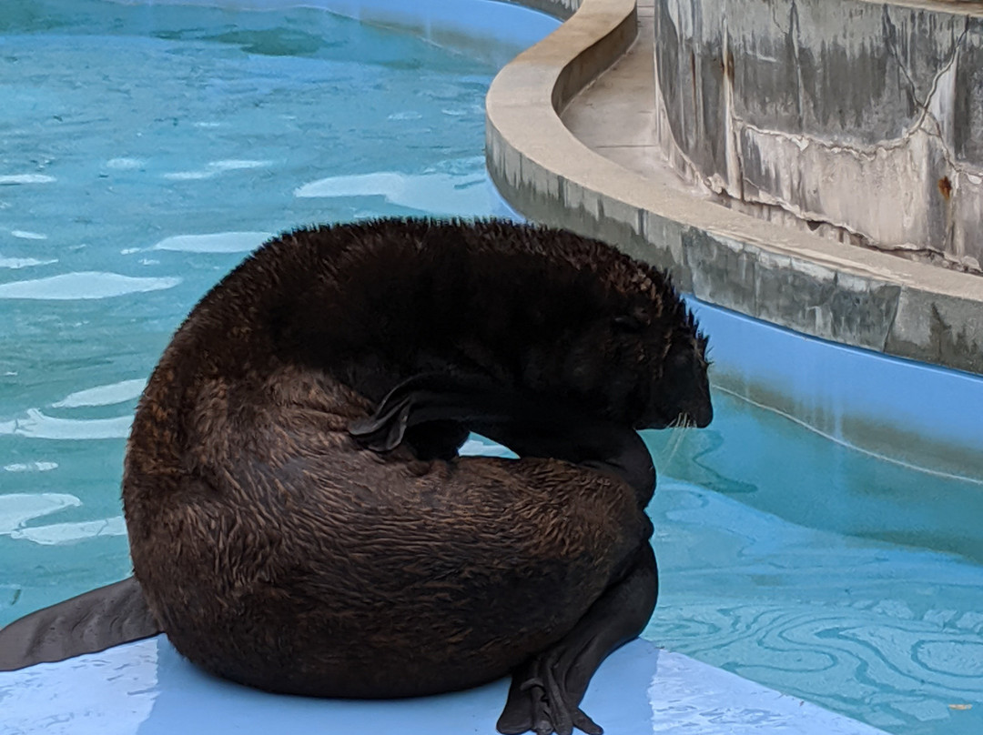 Shibukawa Marine Aquariums (Tamano City Marine Museum)景点图片