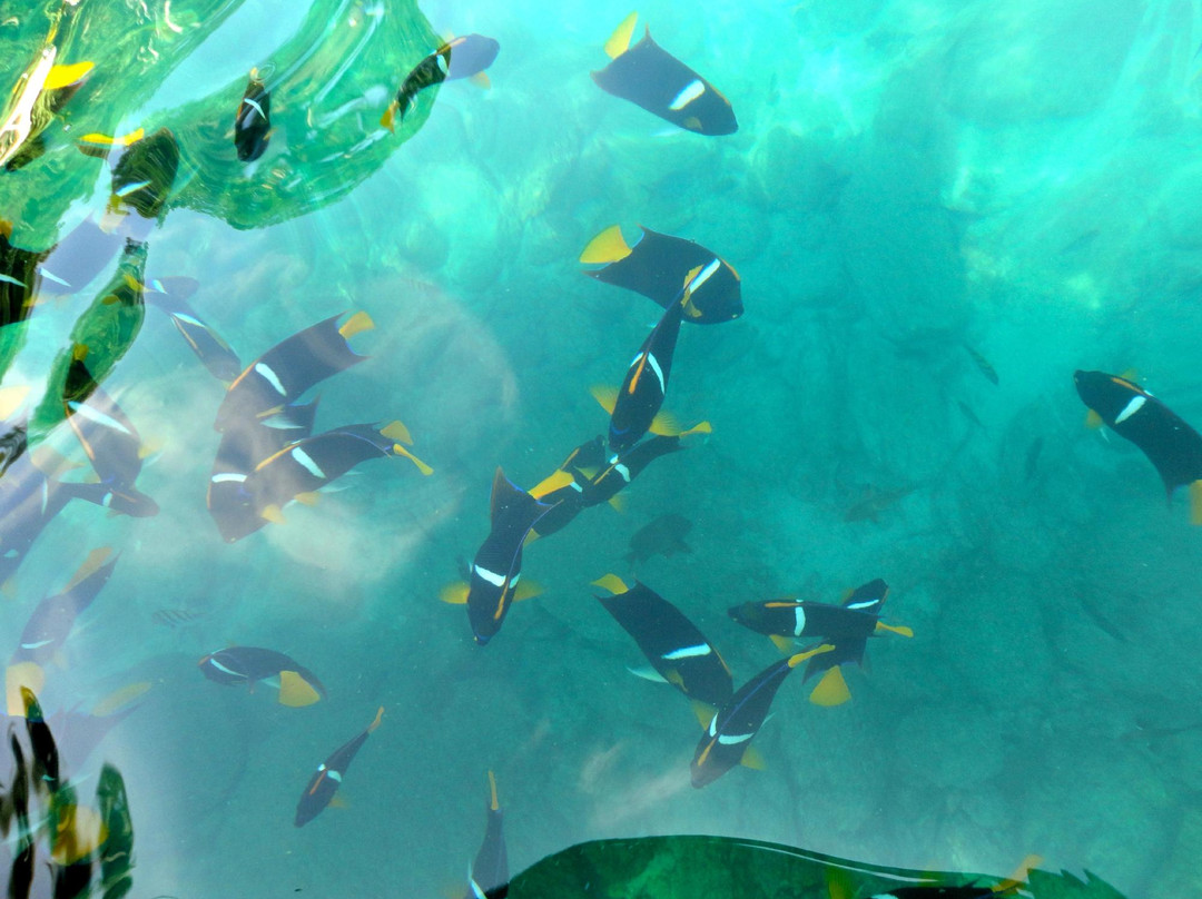 Puerto Vallarta Divers & Tours-瓦拉塔港必去景点