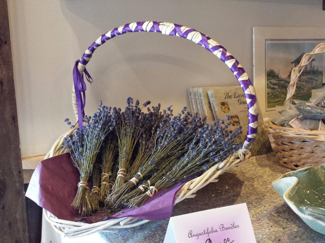 Mooresville旅游景点-Willowfield Lavender Farm