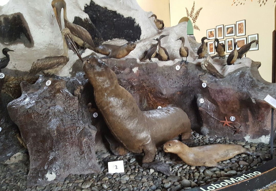 Jesus Maria旅游景点-Museo de Historia Natural de la Universidad Nacional Mayor de San Marcos